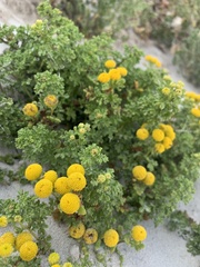 Oncosiphon sabulosus