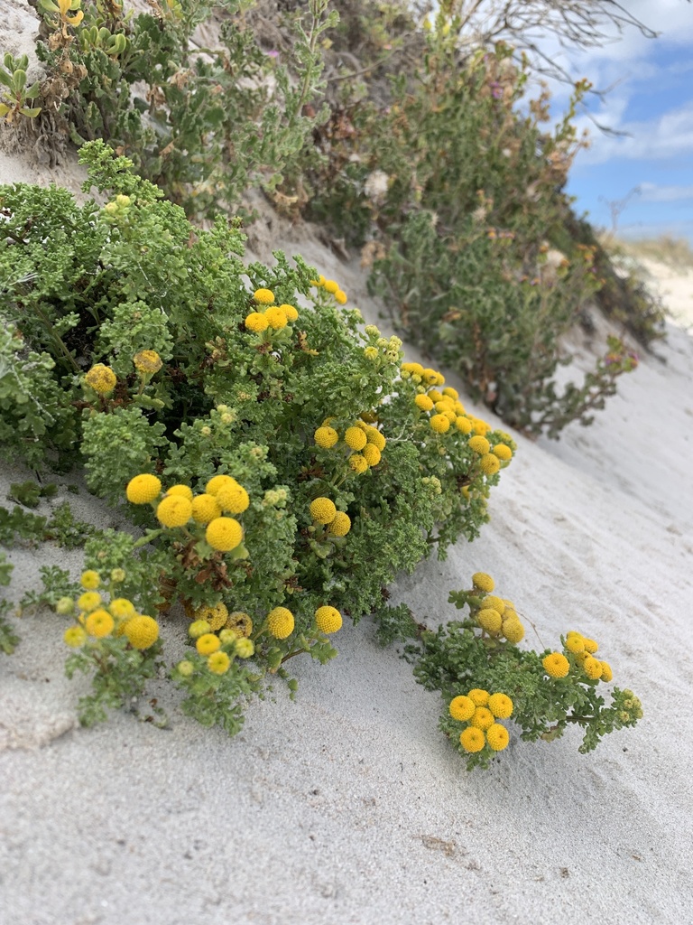 Beach Stinkweed