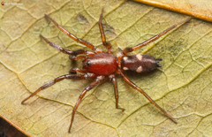 Ibala bulawayensis