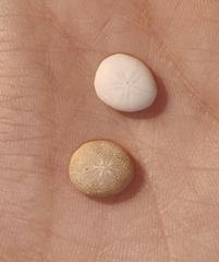 Echinocyamus pusillus