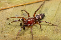 Ibala bulawayensis