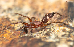 Ibala bulawayensis