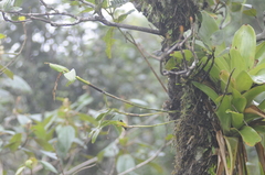 Epidendrum mutelianum