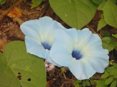 Ipomoea ophiodes