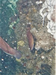 Austrolabrus maculatus