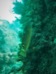 Austrolabrus maculatus