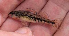 Etheostoma spectabile