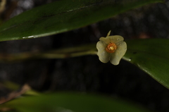 Stelis dussii