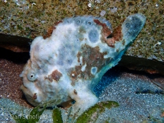 Antennarius multiocellatus