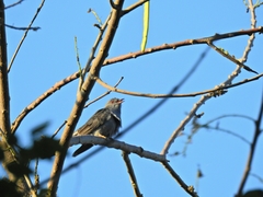 Cacomantis passerinus