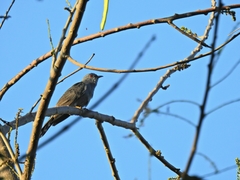 Cacomantis passerinus