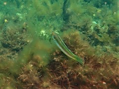 Halichoeres brownfieldi