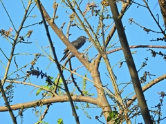 Cacomantis passerinus