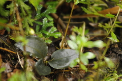 Cyclopogon cranichoides