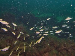 Caesioscorpis theagenes