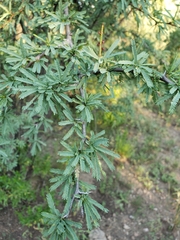 Prosopis torquata