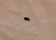 Neocuris