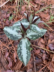 Trillium ludovicianum