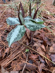 Trillium ludovicianum