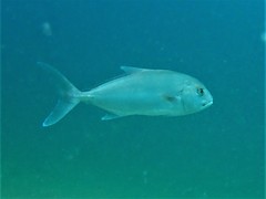Seriola hippos