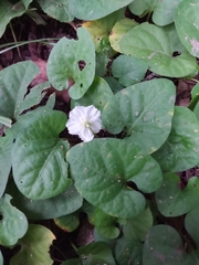 Lycianthes asarifolia