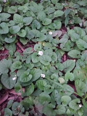 Lycianthes asarifolia