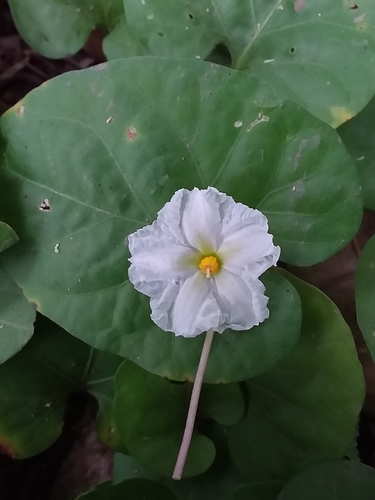 gingerleaf (Lycianthes asarifolia)