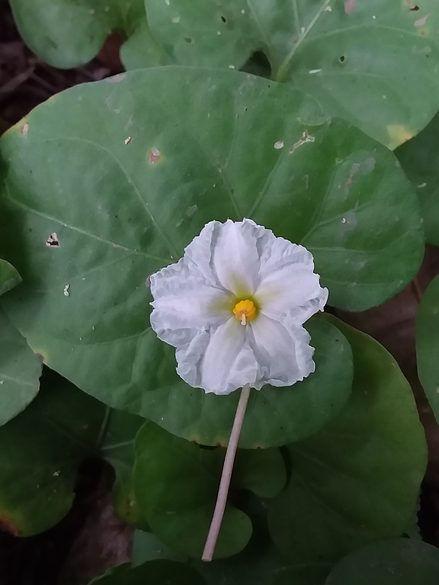 Lycianthes asarifolia
