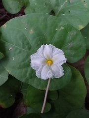 Lycianthes asarifolia