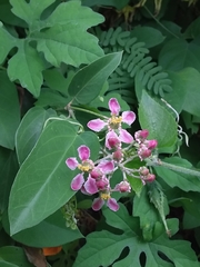 Mascagnia divaricata