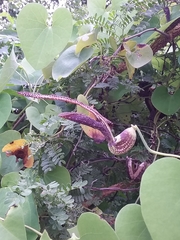 Aristolochia esperanzae