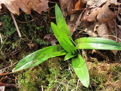 Anacamptis pyramidalis