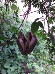 Aristolochia esperanzae
