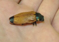 Temognatha conspicillata