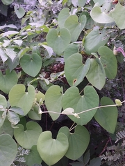 Aristolochia esperanzae