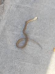 Zamenis lineatus