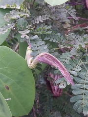 Aristolochia esperanzae