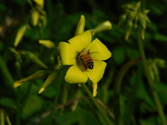Apis mellifera