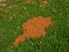 Nannospalax ehrenbergi