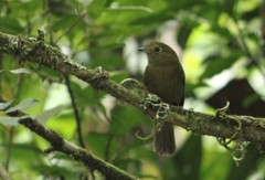 Schiffornis virescens