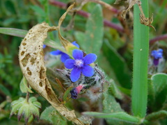 Anchusa aggregata