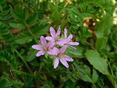 Erodium moschatum