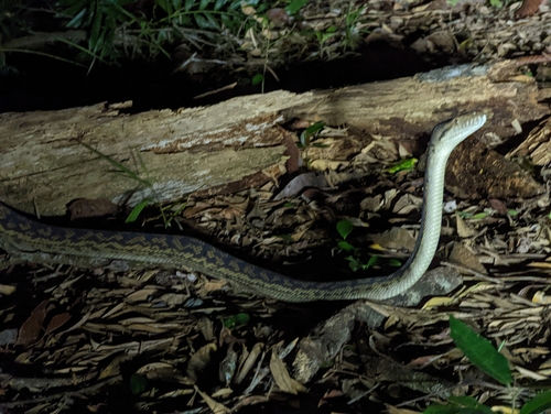 Australian Scrub Python sighting