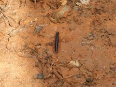 Tetrarthrosoma syriacum