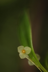 Stelis dussii