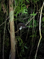 Pseudochirulus herbertensis