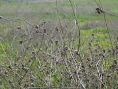 Centaurea procurrens