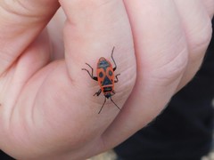 Pyrrhocoris apterus