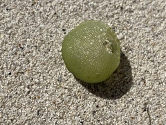 Dictyosphaeria cavernosa