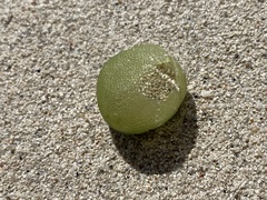 Dictyosphaeria cavernosa